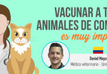 Vacunar a tus animales de compañía es muy importante