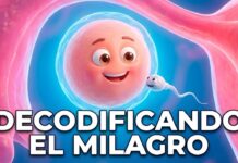 Todo lo que tuvo que pasar para que tú existieras: la odisea de la concepción humana Infografía sobre la concepción humana: el óvulo y los espermatozoides en el proceso de fecundación