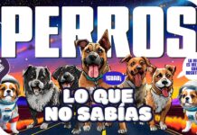 Perros: datos sorprendentes sobre nuestros compañeros