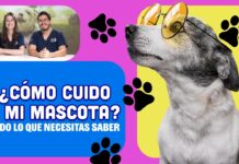 Cómo cuidar a tu perro o a tu gato en cada etapa de la vida ¿Cómo cuido a mi mascota? | Todo lo que necesitas saber | Tu Salud Guía